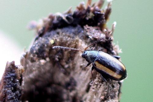 Réf. 337 288 : Phyllotreta vittula